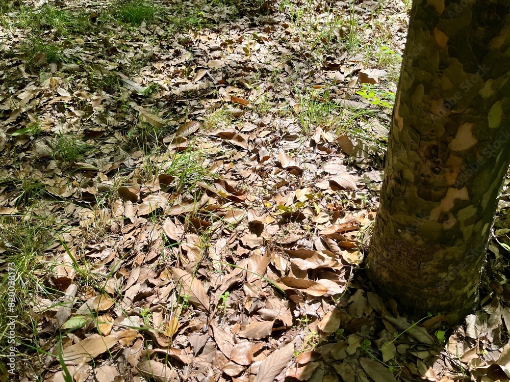 Fototapeta premium 日が当たる落ち葉