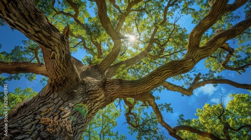 Looking up at a majestic oak tree  its vast branches spreading wide  framed by a perfect blue sky  essence of paradise