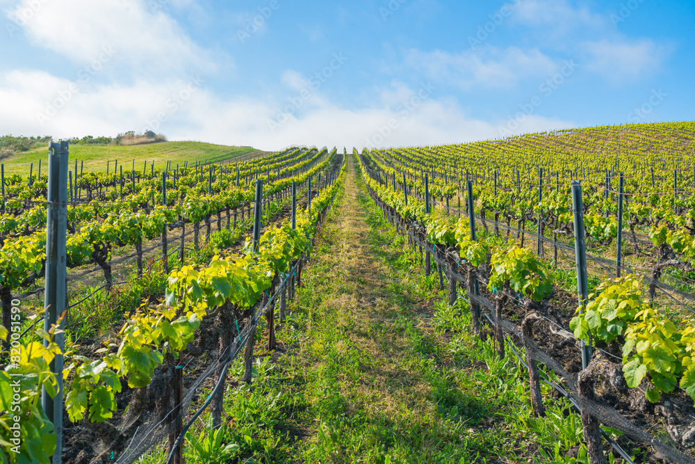 Rows of grapevines. Young spring crop of a green grape, farmland in California