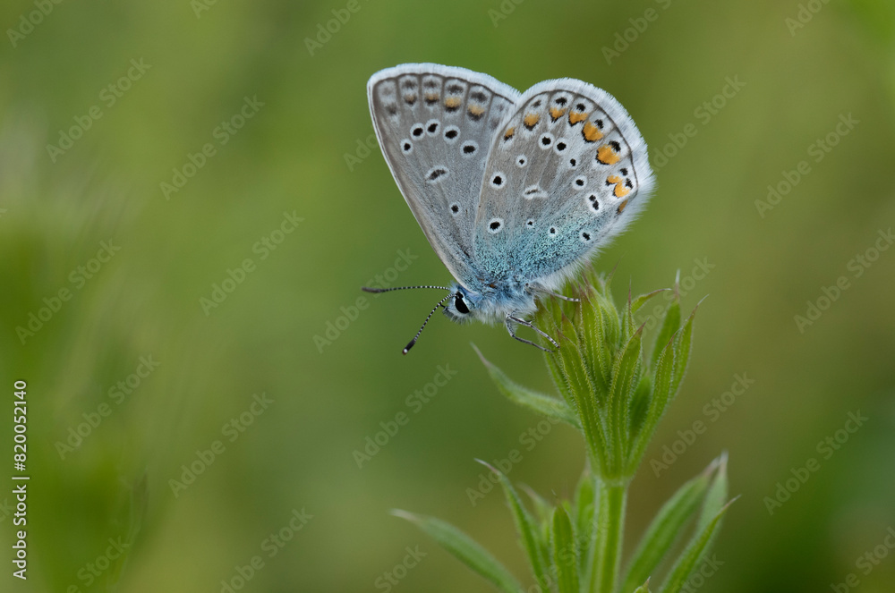 A common blue (Polyommatus icarus) perching on a flower A common blue (Polyommatus icarus) perching on a flower