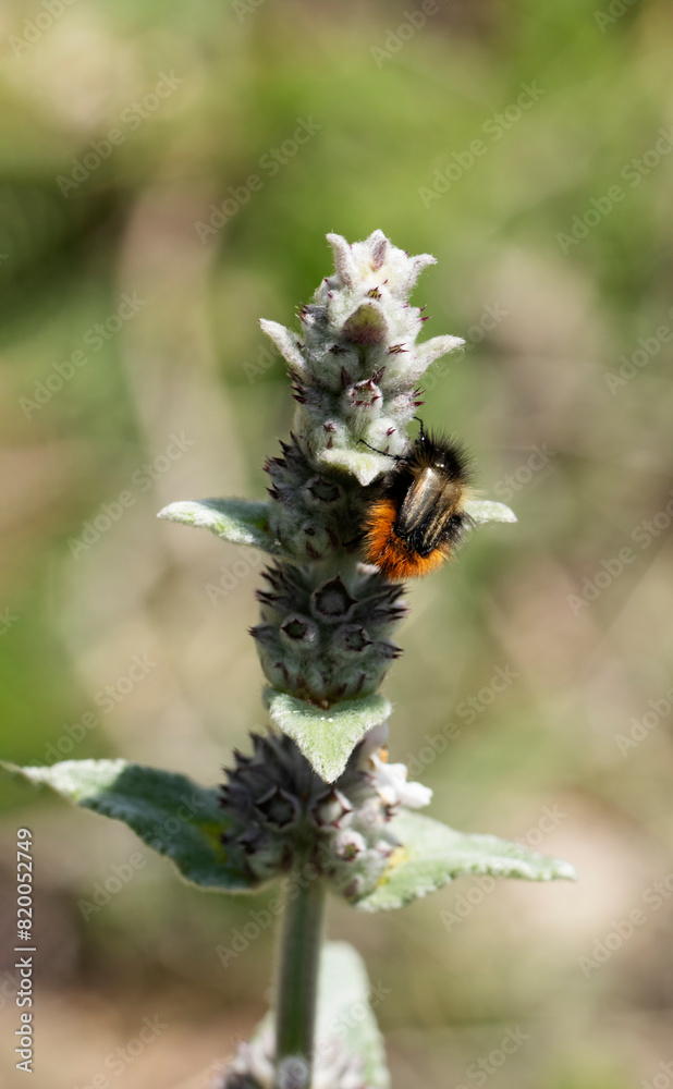 Eulasia bombylius, a beetle in the family bumblebee scarab beetles Eulasia bombylius, a beetle in the family bumblebee scarab beetles
