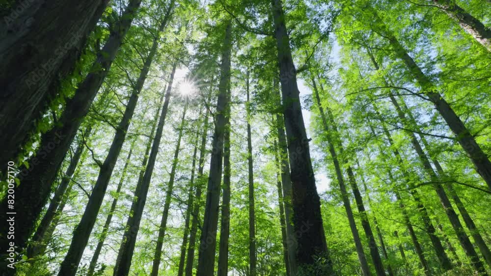 太陽の光が綺麗な新緑の木 太陽の光が綺麗な新緑の木