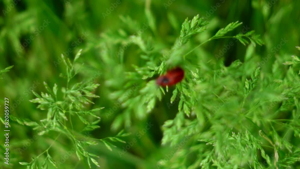 Bug in a park Bug in a park