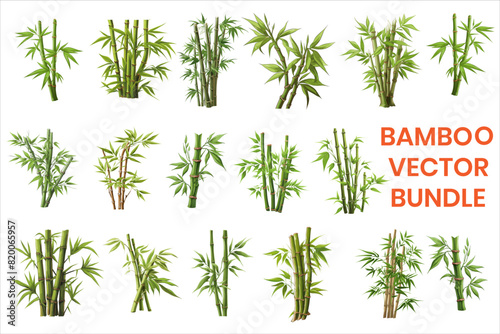 A cluster of bamboo with green Leaves and stems against a white background. BAMBOO VECTOR.
