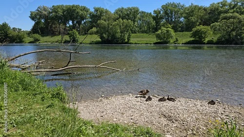 ducks on the river