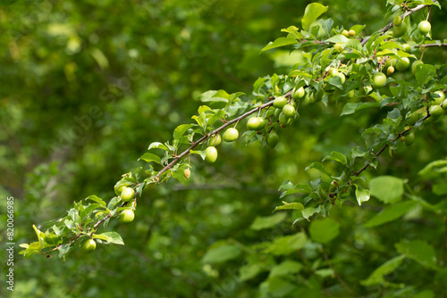 A branch of cherry plum or myrobalan plum (Prunus cerasifera) in May photo