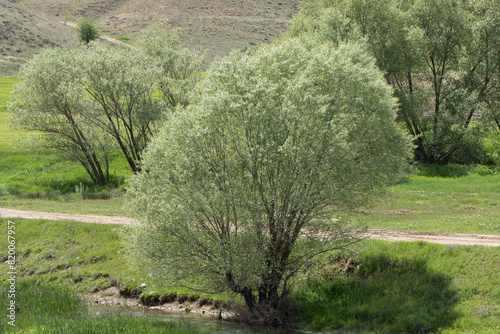 White willow (Salix alba) trees by the bank of Kizilirmak river photo