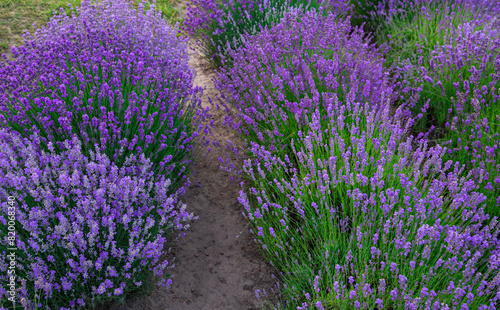 Purple blooming flowers  in the lavender fields in the Provence mountains.