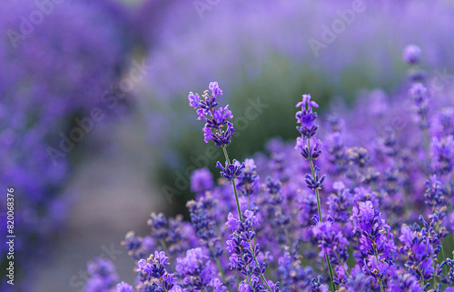 Violet lavender flowers close up. Beautiful blooming purple flowers. French romance scenery.