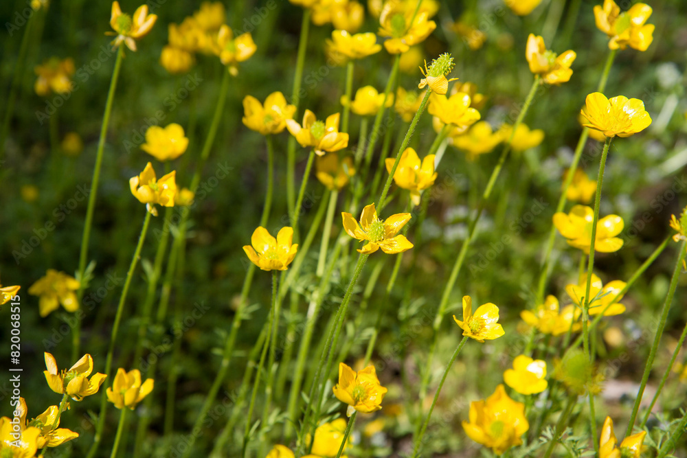 The Jerusalem butercup (Ranunculus millefoliatus) plant blooming The Jerusalem butercup (Ranunculus millefoliatus) plant blooming