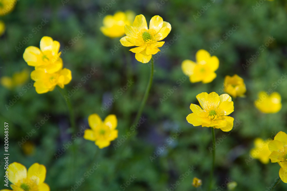 The Jerusalem butercup (Ranunculus millefoliatus) plant blooming The Jerusalem butercup (Ranunculus millefoliatus) plant blooming