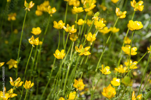 The Jerusalem butercup  Ranunculus millefoliatus  plant blooming