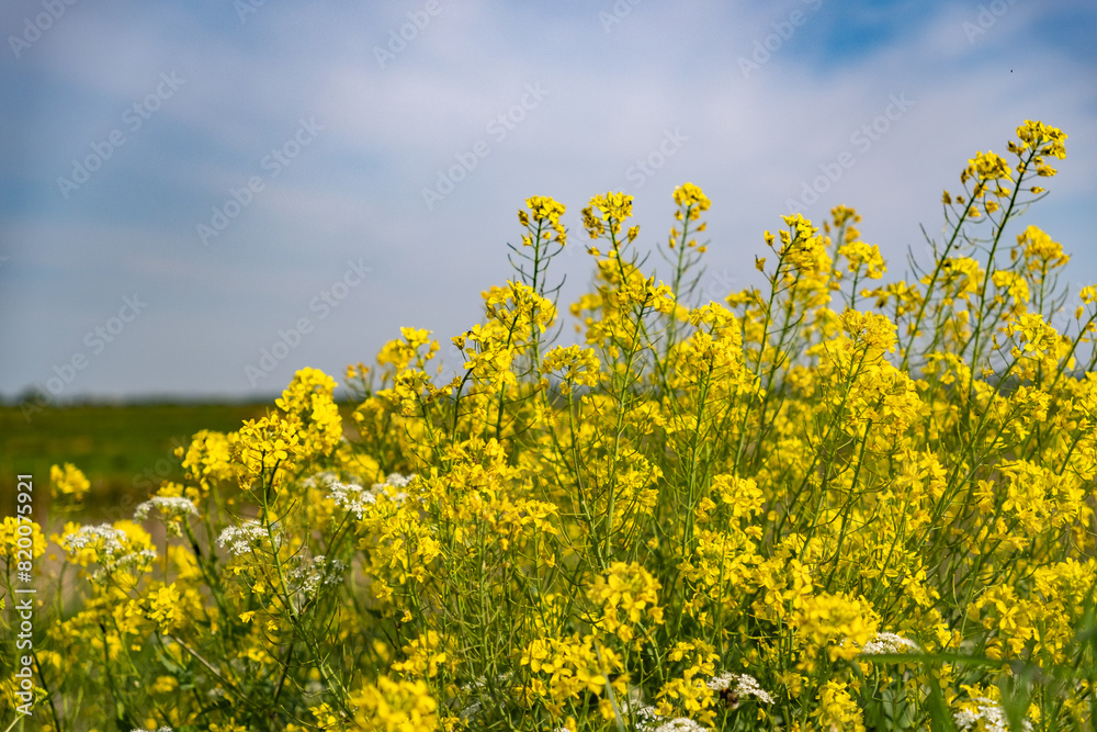 Close and selective focus of yellow cow parsley growing wild in the Norfolk countryside Close and selective focus of yellow cow parsley growing wild in the Norfolk countryside