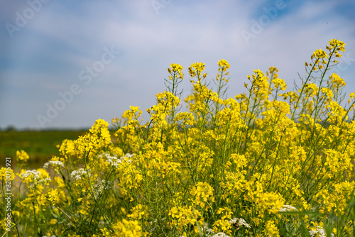 Close and selective focus of yellow cow parsley growing wild in the Norfolk countryside