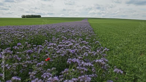 field of Phacelia tanacetifolia