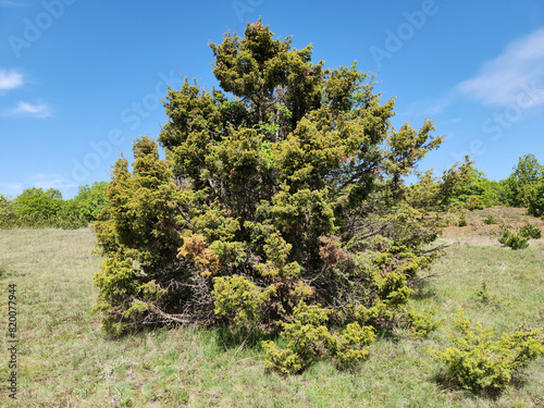 A cade juniper (Juniperus oxycedrus ssp.) tree in a woodland in Tokat province of Turkey photo