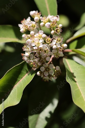  Stranvaesia Davidiana-Rosaceae family tree blossoming at spring in park photo