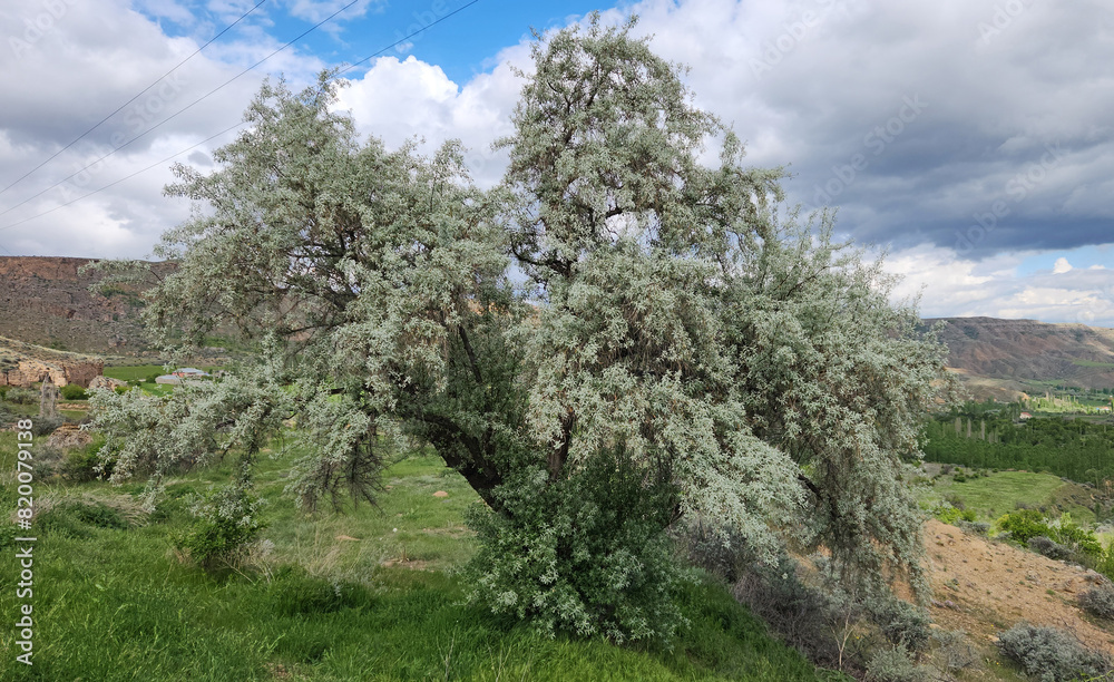 A tree of the Russian olive, silver berry, oleaster, or wild olive (Elaeagnus angustifolia), is a species that native to Asia and limited areas of eastern Europe A tree of the Russian olive, silver berry, oleaster, or wild olive (Elaeagnus angustifolia), is a species that native to Asia and limited areas of eastern Europe