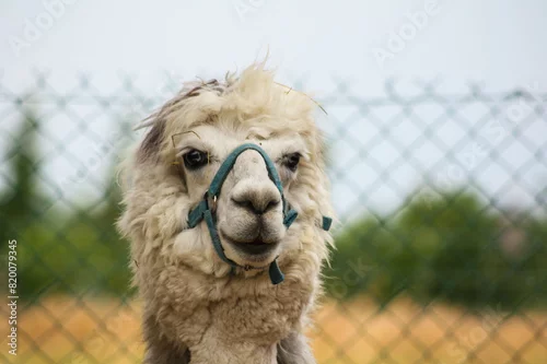 Fototapeta samoprzylepna Alpaka