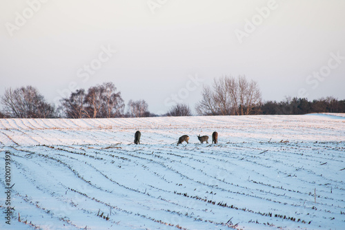 Fototapeta Naklejka Na Ścianę i Meble -  sarny na polu