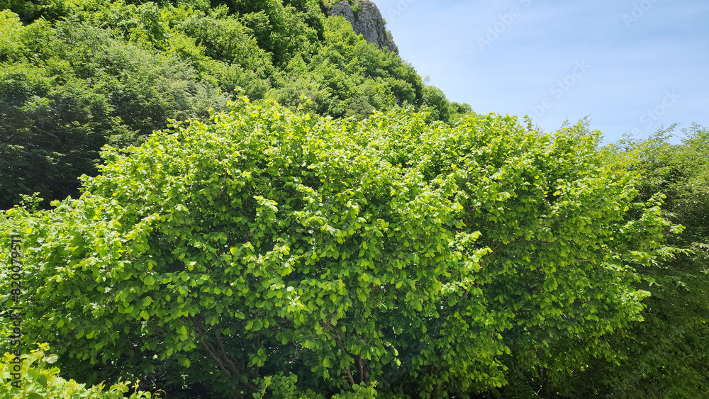 Trees of the common hazel (Corylus avellana  var. avellans), a species of flowering plant
 in the birch family Betulaceae, native to Europe and Western Asia.