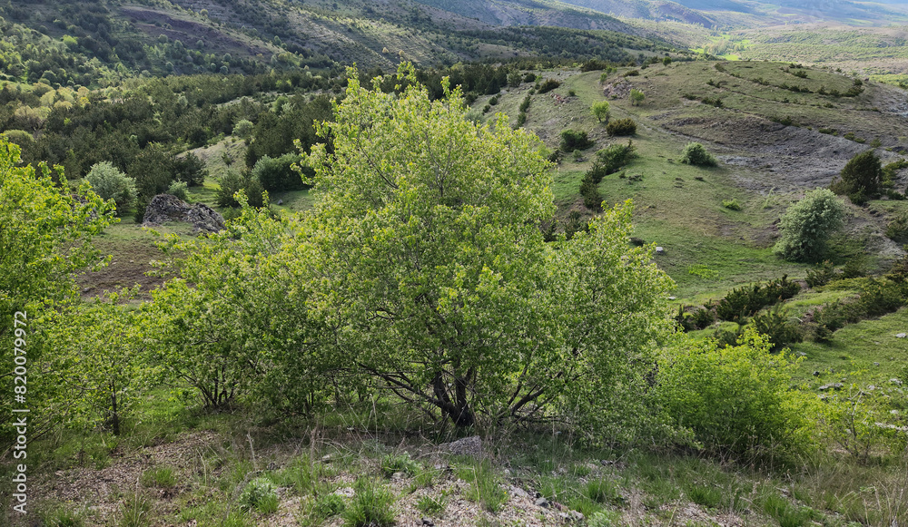 Fototapeta premium A tree of the mahaleb cherry or St. Lucie cherry (Prunus mahaleb)