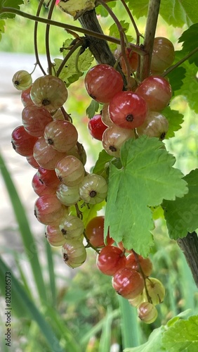 red currant bush