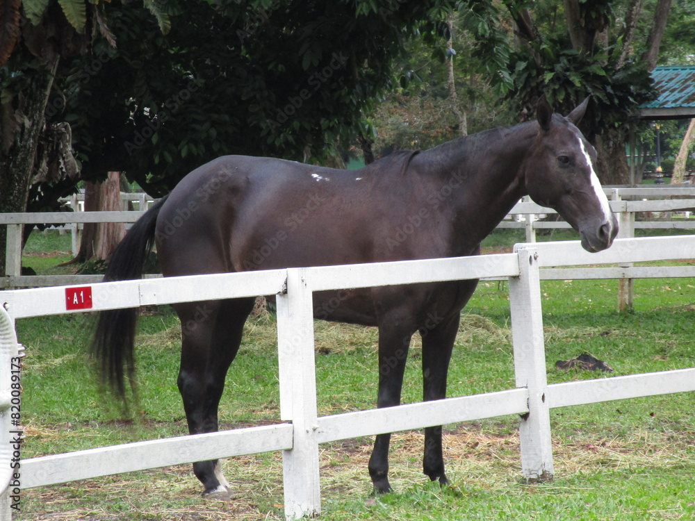 dark brown horse looking over white paddock fencing dark brown horse looking over white paddock fencing