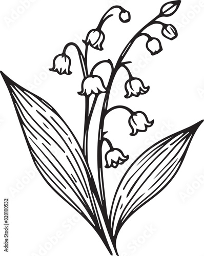 Lily of the valley flower drawing illustration, Black and white with line art, Lily of the valley flower drawing illustration, Black and white with line art on white backgrounds, lily of the valley cl
