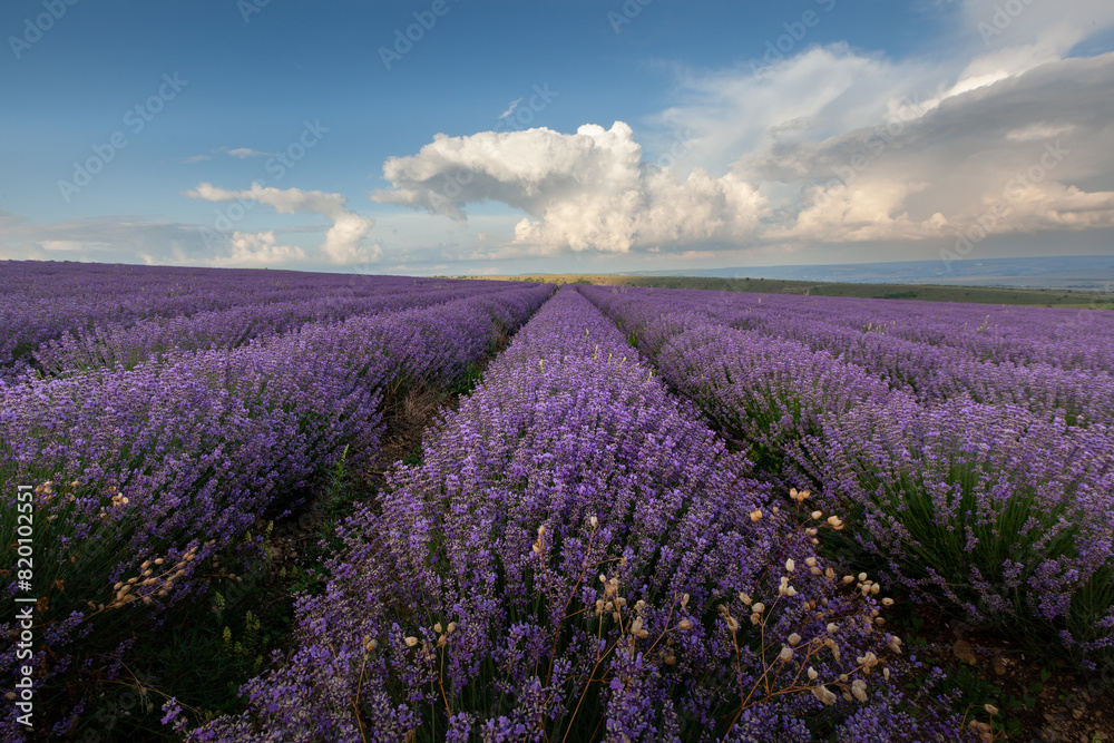 Obraz premium lavender field in region and beautiful clouds