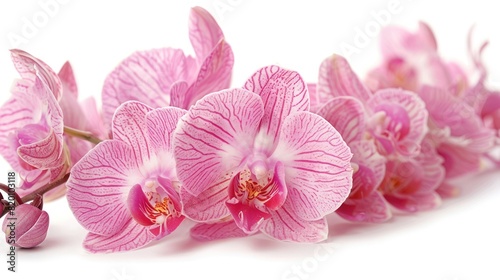 Pink Orchid Blossoms on White Background