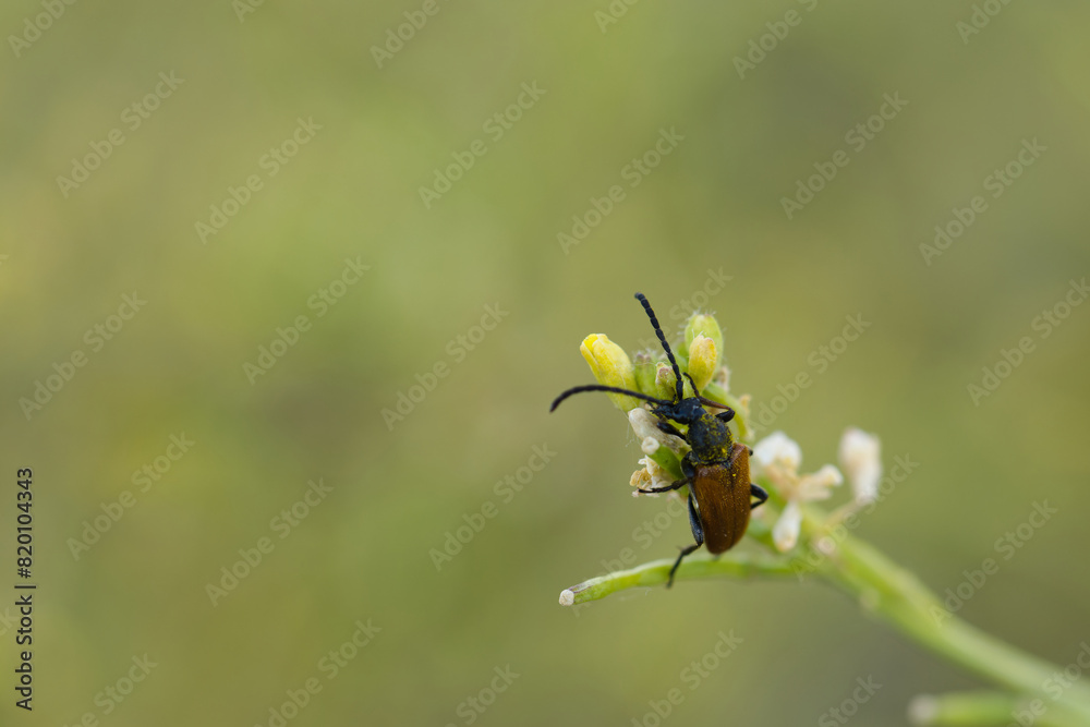 close-up, macro, insect, animal, nature, wildlife, plant, spring close-up, macro, insect, animal, nature, wildlife, plant, spring