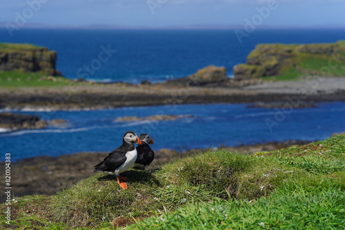 Atlantic puffin on the isle of Lunga in Scotland. The puffins breed on Lunga, a small island of the coast of Mull. 