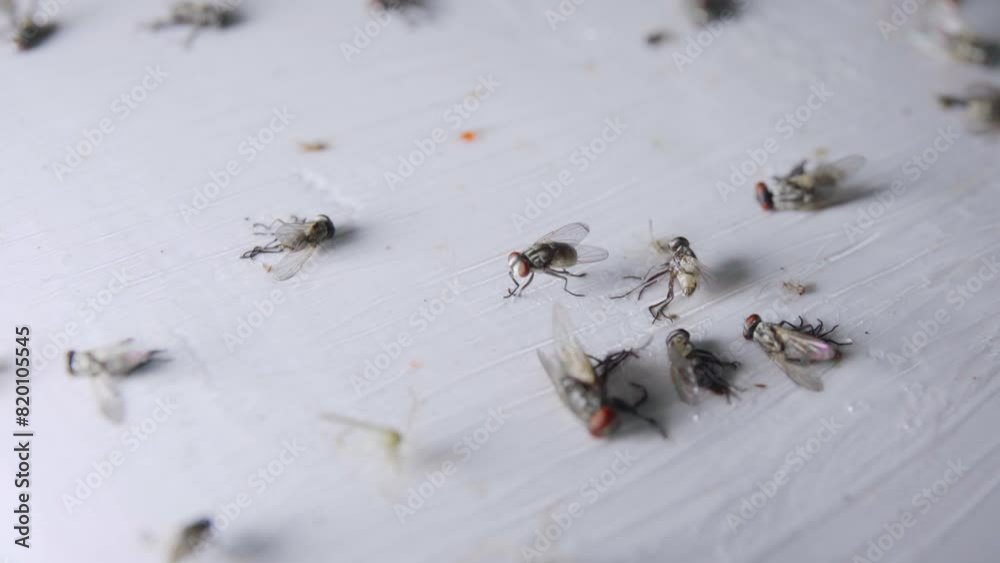 fly trapped on fly paper glue trap with red food , fly trying to escape from fly trap with background of death fly fly trapped on fly paper glue trap with red food , fly trying to escape from fly trap with background of death fly