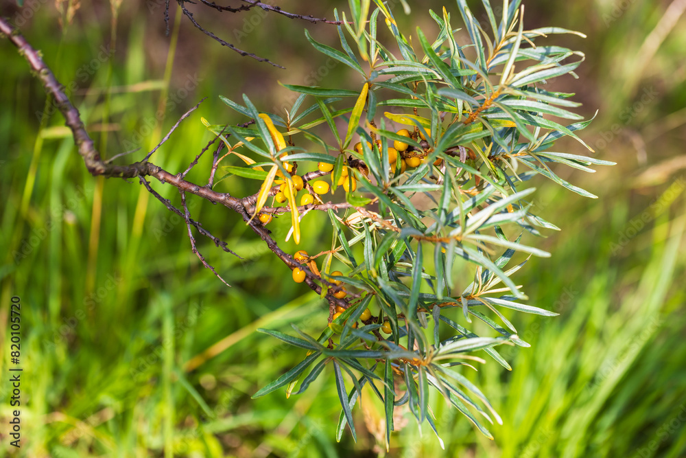 Common sea buckthorn branch with yellow fruits, close-up Common sea buckthorn branch with yellow fruits, close-up