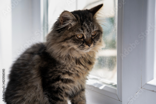 small fluffy gray cat sitting on the window