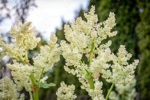 Blossom of rhubarb in the garden, an edible, sour plant