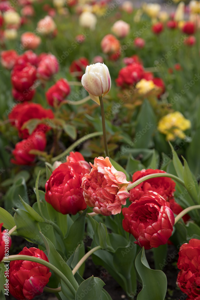 Fototapeta premium Large flower bed with bright tulips