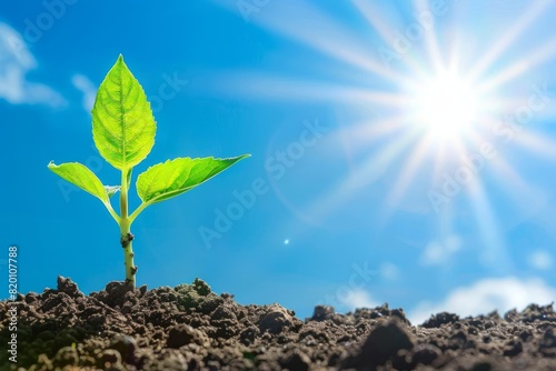 Young green plant sprouting from soil under a bright sunny sky, symbolizing growth, new beginnings, and nature. Perfect for eco-friendly themes.