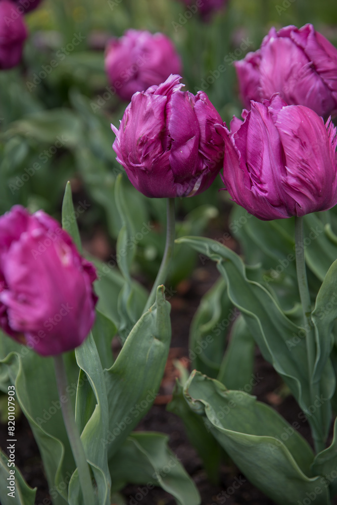 Fototapeta premium Large flower bed with bright tulips