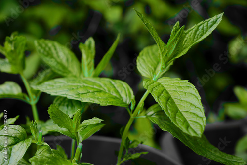 Wallpaper Mural Green min plant outdoors Torontodigital.ca