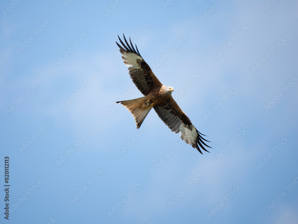 Rotmilan (Milvus milvus) Rotmilan (Milvus milvus)