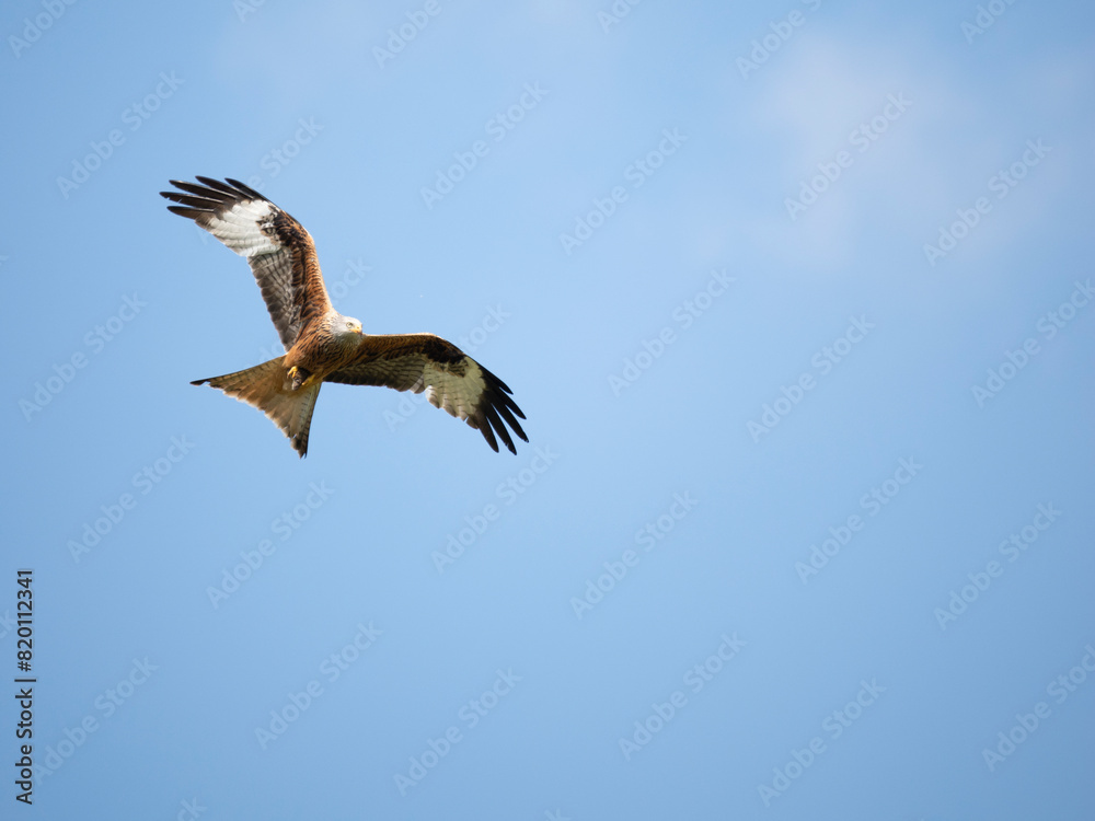 Obraz premium Rotmilan&nbsp;(Milvus milvus)