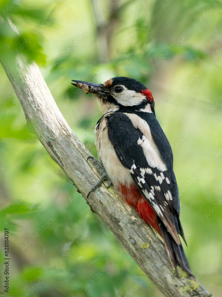 Fototapeta premium Buntspecht (Dendrocopos major)