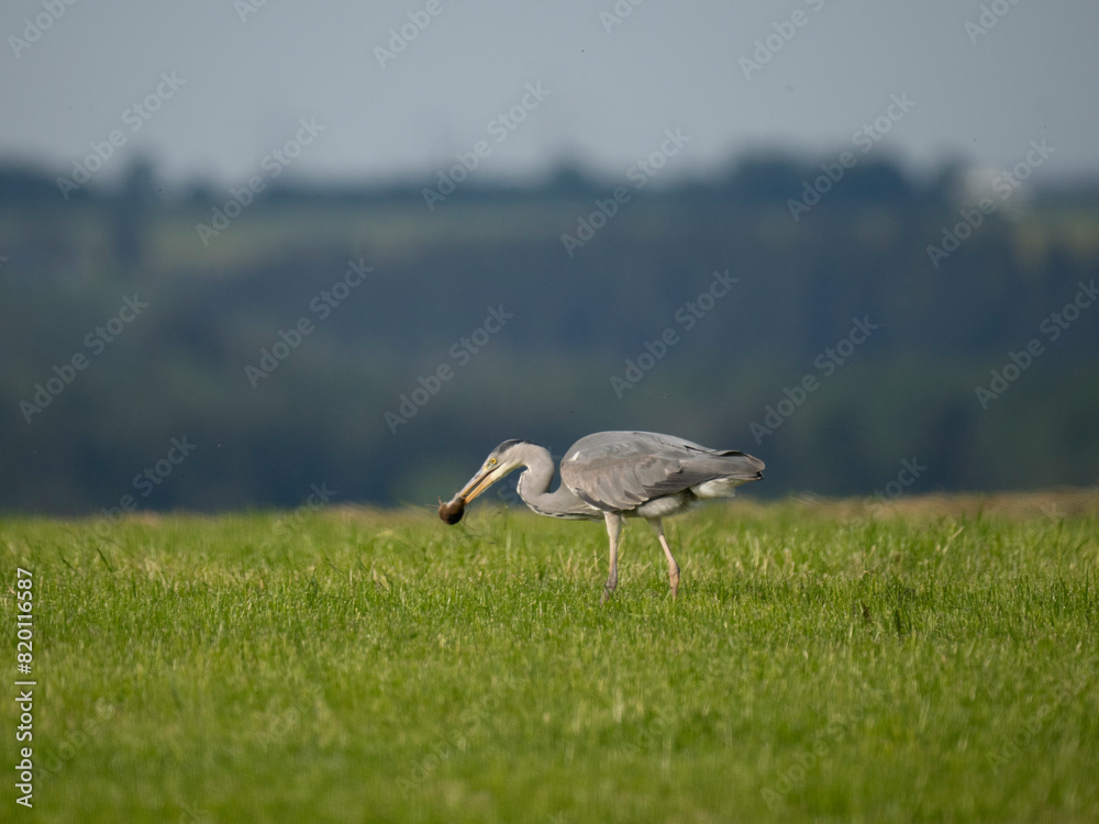 Fototapeta premium Graureiher (Ardea cinerea) fängt Feldmaus