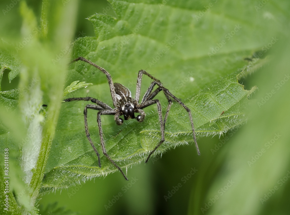 Listspinne (Pisaura mirabilis) Listspinne (Pisaura mirabilis)