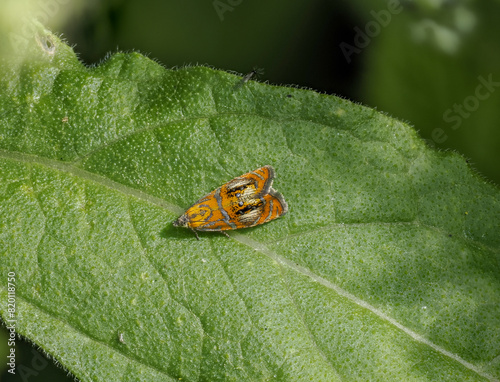 Prachtwickler (Olethreutes arcuella)