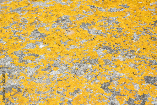 Lichen sur mur, fond graphique