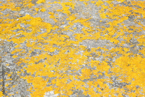 Lichen sur mur, fond graphique