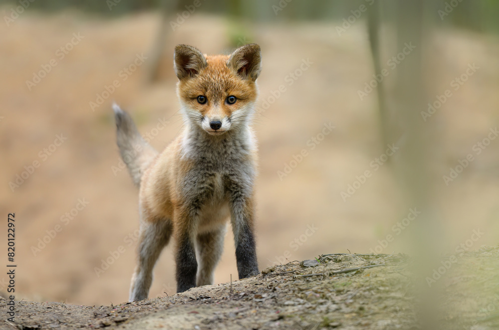 Fototapeta premium Cute young red fox in the forest ( Vulpes vulpes )